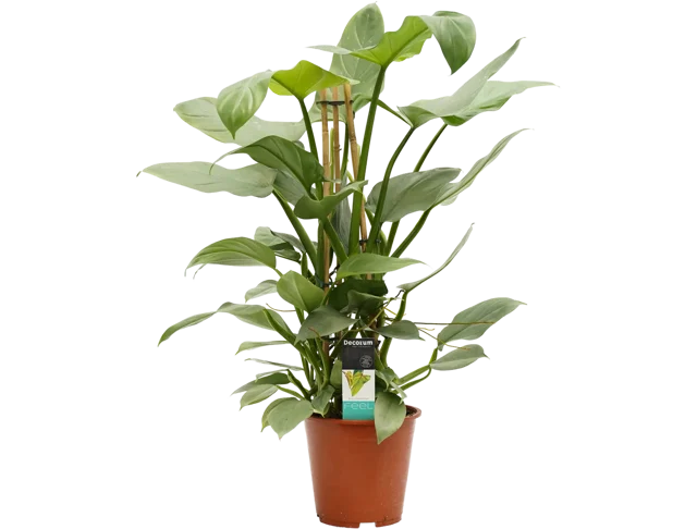 Philodendron Grey 75-85 cm