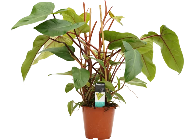 Philodendron Red Twins 75-85 cm