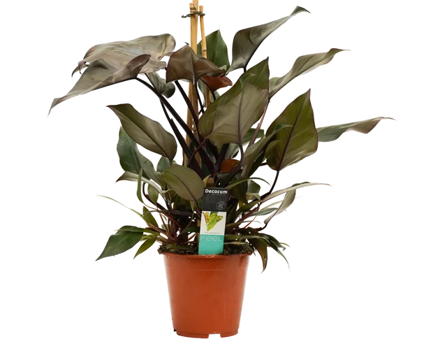 Philodendron Ruby 75-85 cm