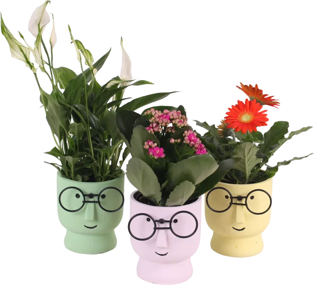 Rośliny kwitnące Happy Glasses 30-35 cm w szkle