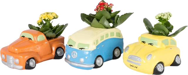 Kalanchoe Car 20-25 cm w doniczce