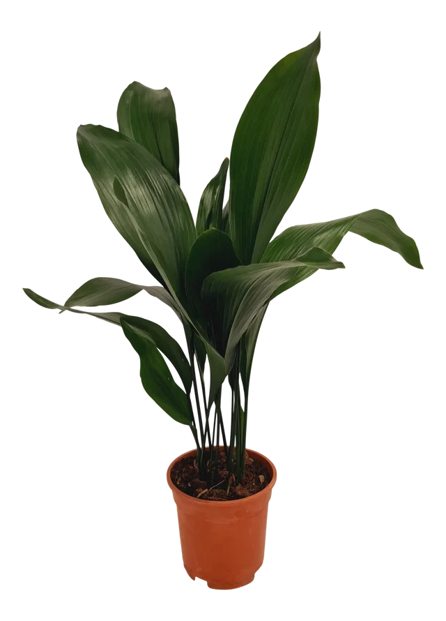 Aspidistra Eliator 70 cm