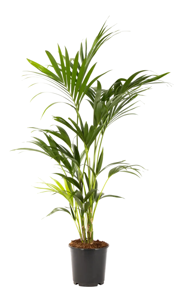 Kentia Rajska palma 180 cm