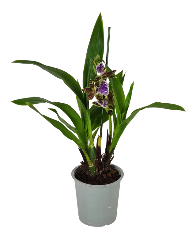 Storczyk Zygopetalum 45cm