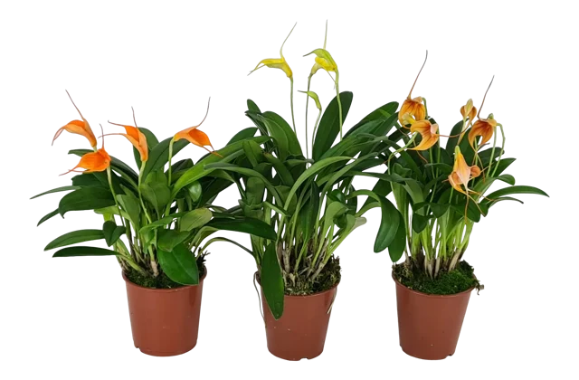 Storczyk Masdevallia mix 20cm