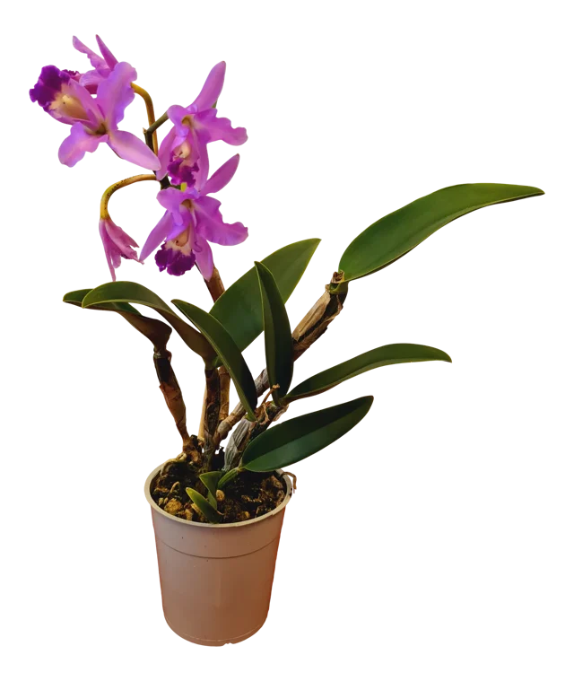 Storczyk Cattleya mix 45 cm