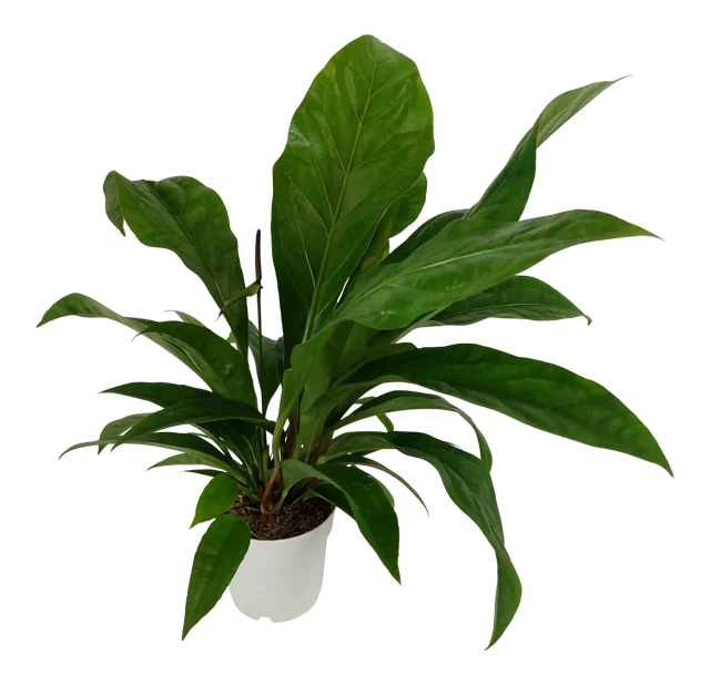 Anturium Jungle Bush 45 cm