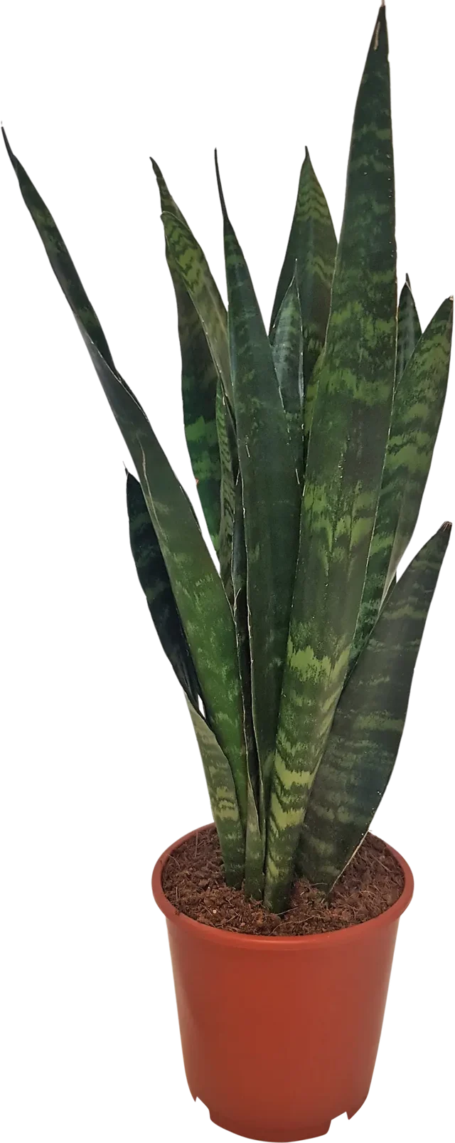 Sansewieria Trifasciata 45-55 cm