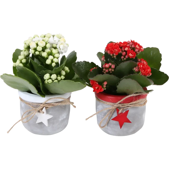 Żyworódka Kalanchoe w ceramice 10-15cm