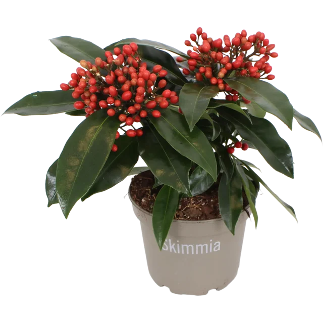 Krzew rozłożysty Skimmia Reevesiana 25-30cm