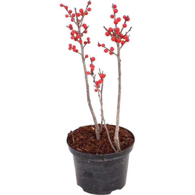 Ostrokrzew okółkowy Ilex Verticillata Bonfire 2 pędy 40cm