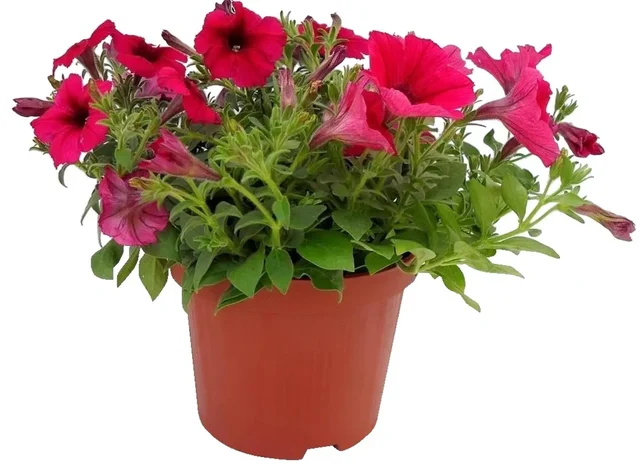 Surfinia Petunia mix 20-30 cm