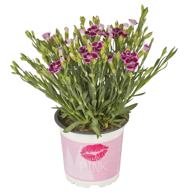 Goździk ogrodowy Pink Kisses mix 15 cm