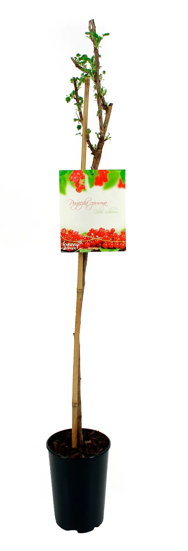 Porzeczka czerwona 80 cm Berry&More™