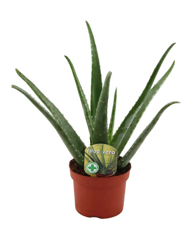 Aloes 40 cm