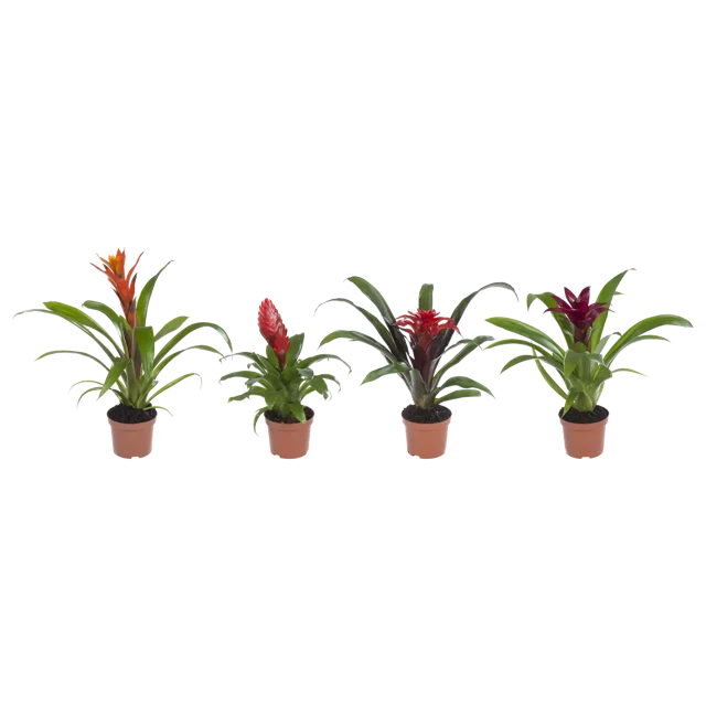 Bromelia mix 30 cm