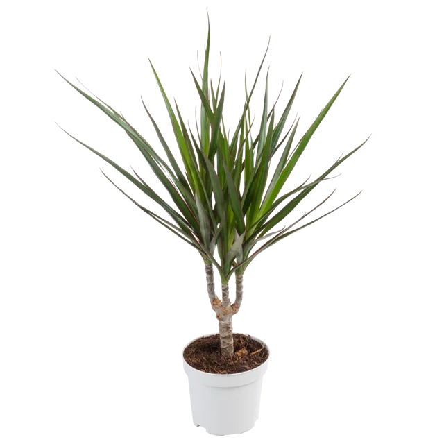 Dracena obrzeżona 30 cm