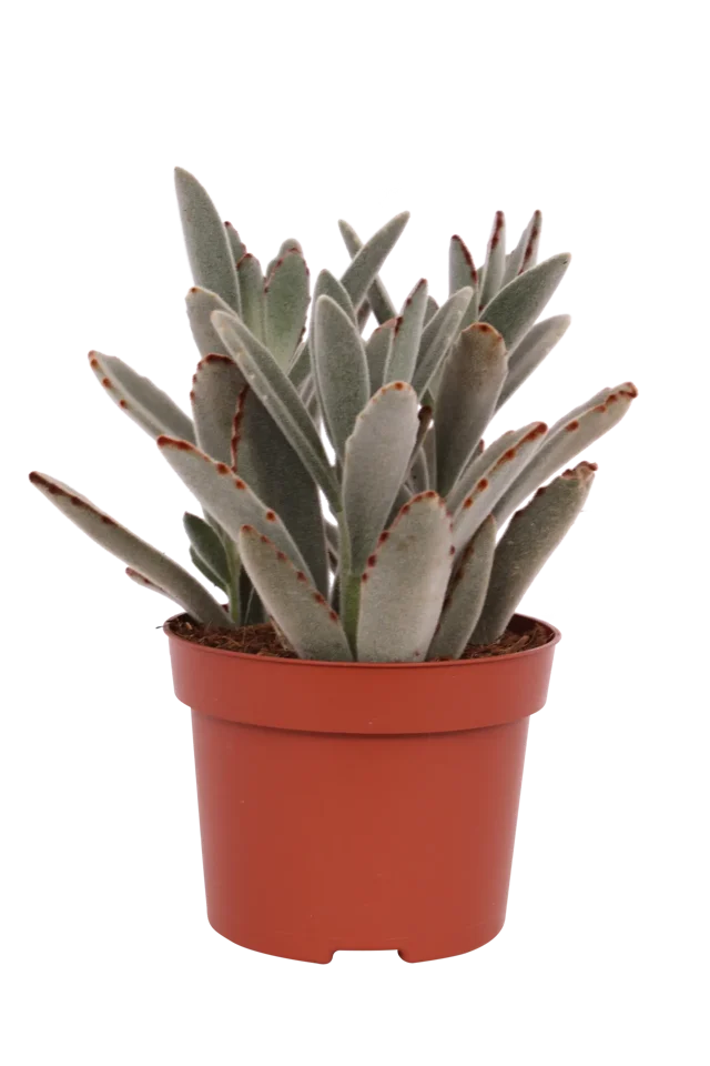 Żyworódka Kalanchoe Tomentosa 15-20 cm