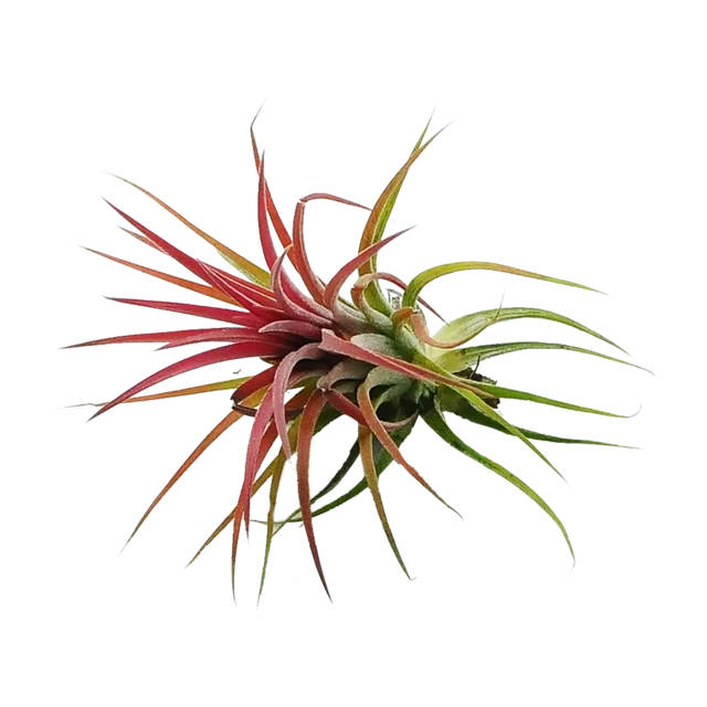 Oplątwa Tillandsia czerwona 6 cm