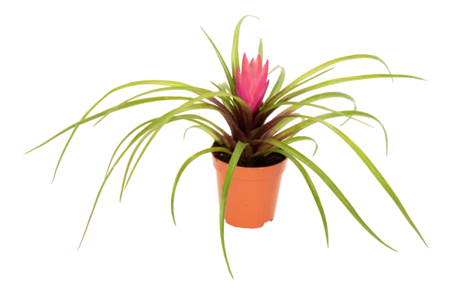 Oplątwa modra Tillandsia Cyanea Anita 15cm