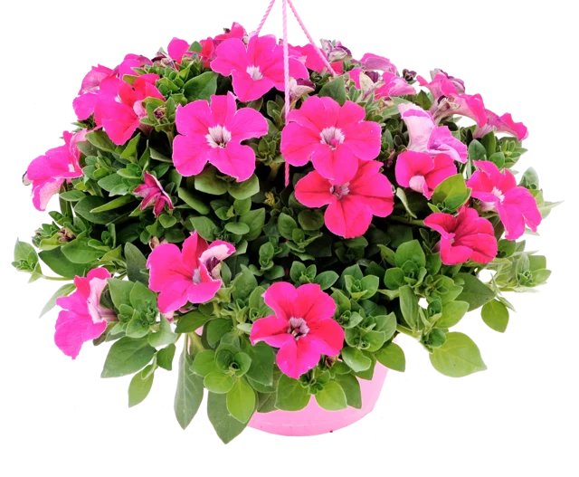 Petunia mix 15-30 cm