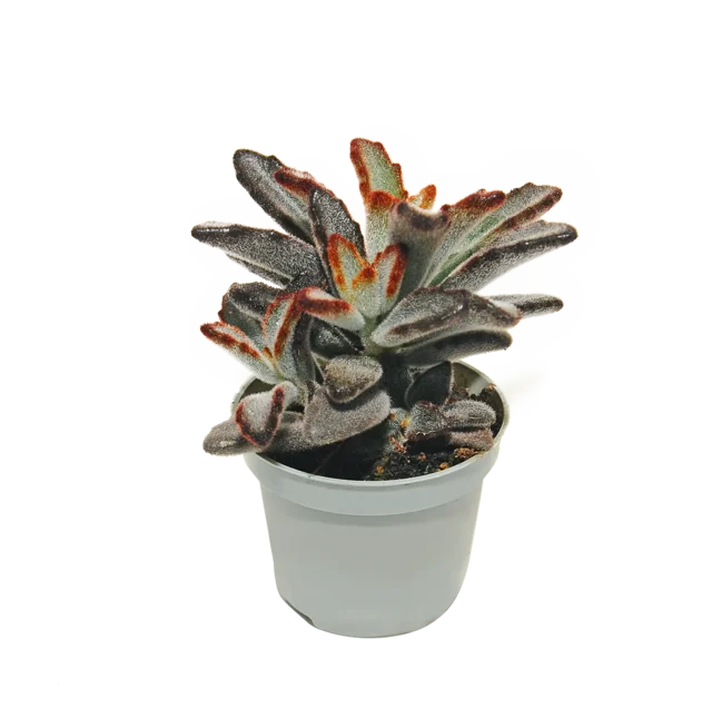 Żyworódka Kalanchoe Tomentosa Negra 15cm