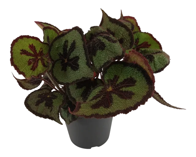 Begonia Masonia Moutain 35cm