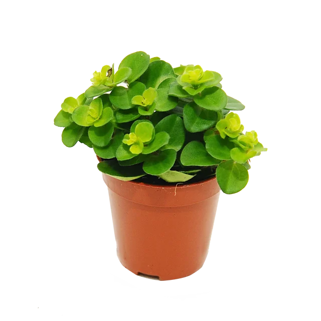 Peperomia Rotundifolia 10 cm