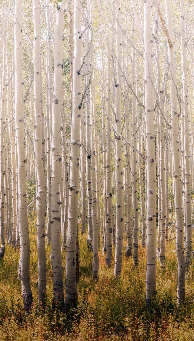 Tapeta panoramiczna Birch Tree A42601 las 159 x 280 cm