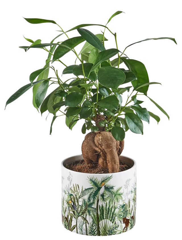 Fikus Bonsai Ginseng 35 cm doniczka dżungla